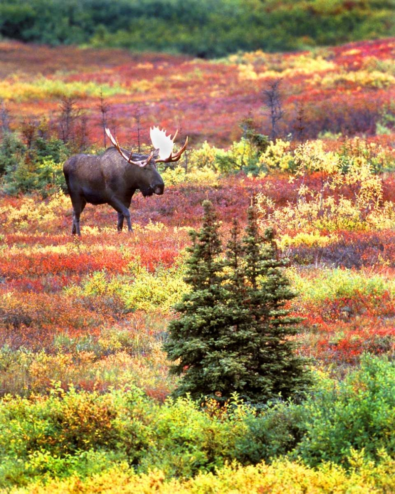 AK, Denali NP Bull moose and autumn tundra art print by David Kelley for $57.95 CAD