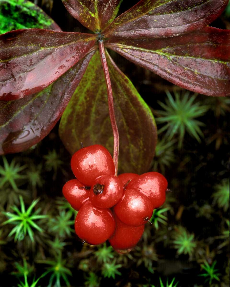 AK, Denali NP Detail of leaves and red berries art print by David Kelley for $57.95 CAD