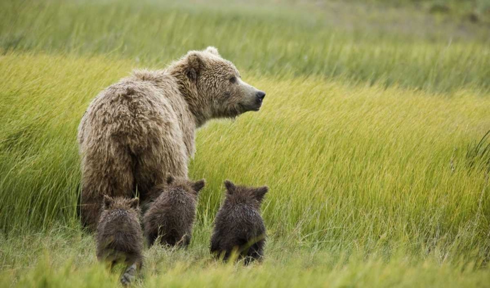 AK, Lake Clark NP Grizzly bear and spring cubs art print by Wendy Kaveney for $57.95 CAD