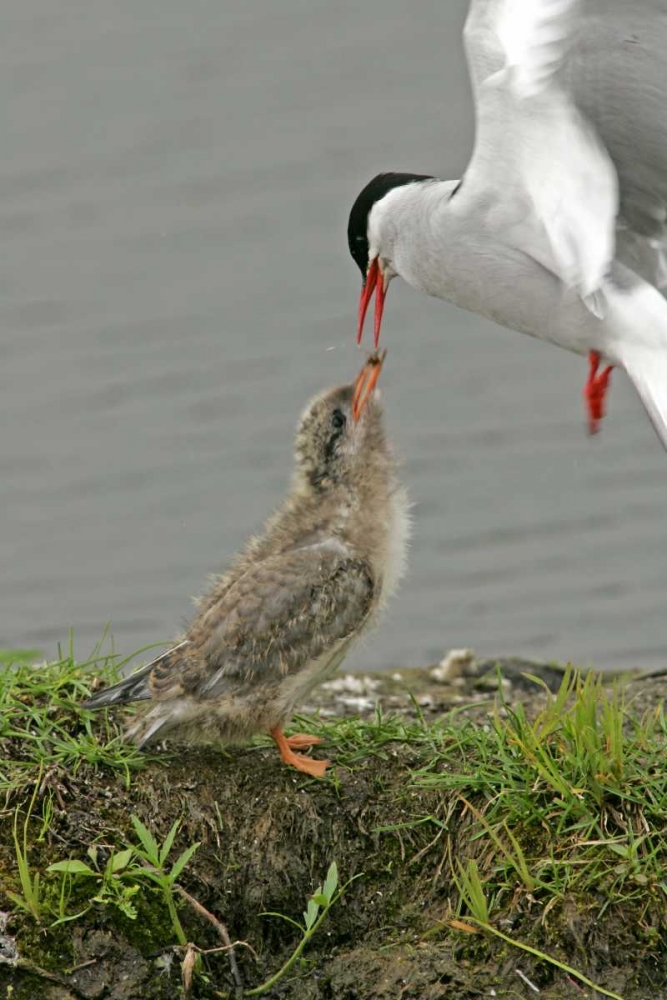 AK, Potters Marsh Arctic tern feeding chick art print by Cathy and Gordon Illg for $57.95 CAD