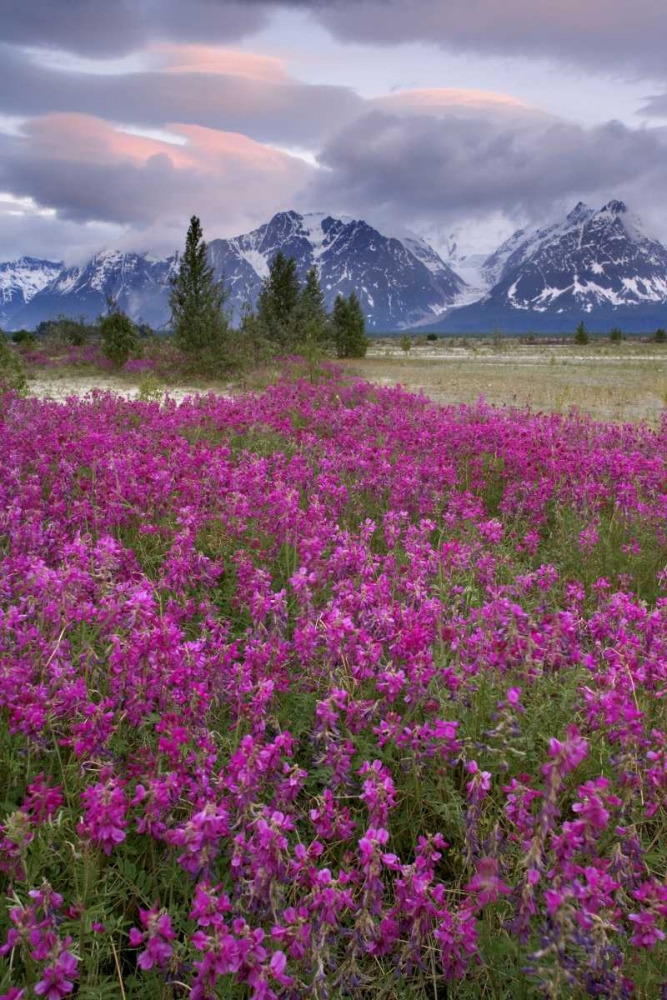 Alaska View of flowers and Fairweather Range art print by Don Paulson for $57.95 CAD