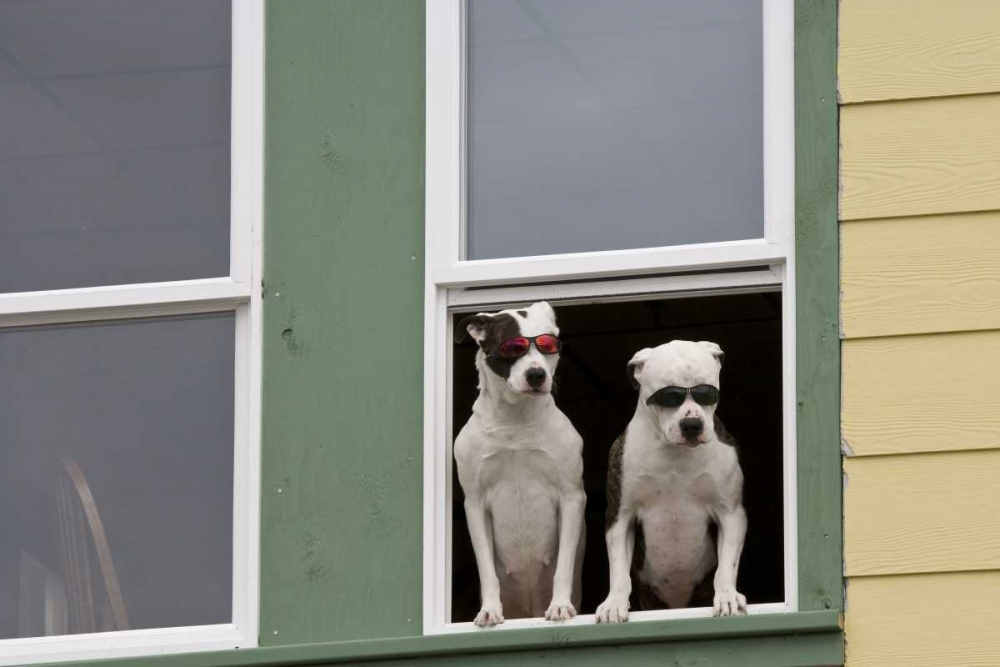 AK, Ketchikan Dogs in a window with sunglasses art print by Don Paulson for $57.95 CAD