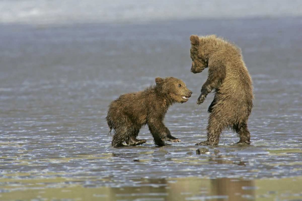 AK, Lake Clark NP Coastal grizzly bear cubs art print by Cathy and Gordon Illg for $57.95 CAD