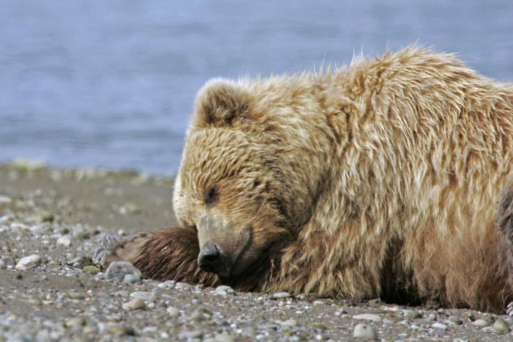 AK, Lake Clark NP Coastal grizzly bear napping art print by Cathy and Gordon Illg for $57.95 CAD