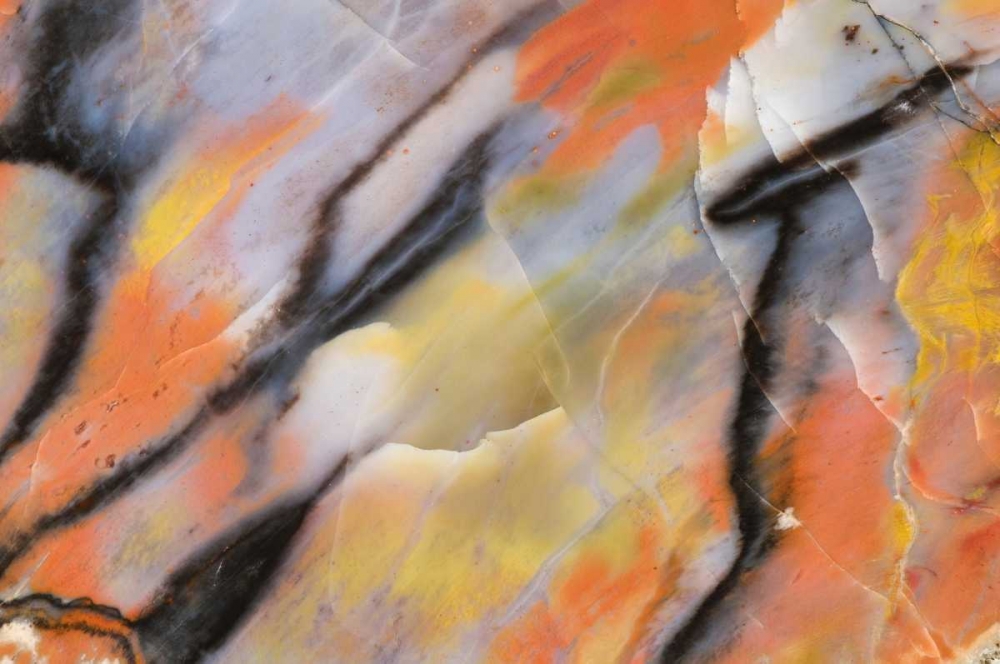 USA, Arizona Close-up of petrified wood art print by Dennis Kirkland for $57.95 CAD