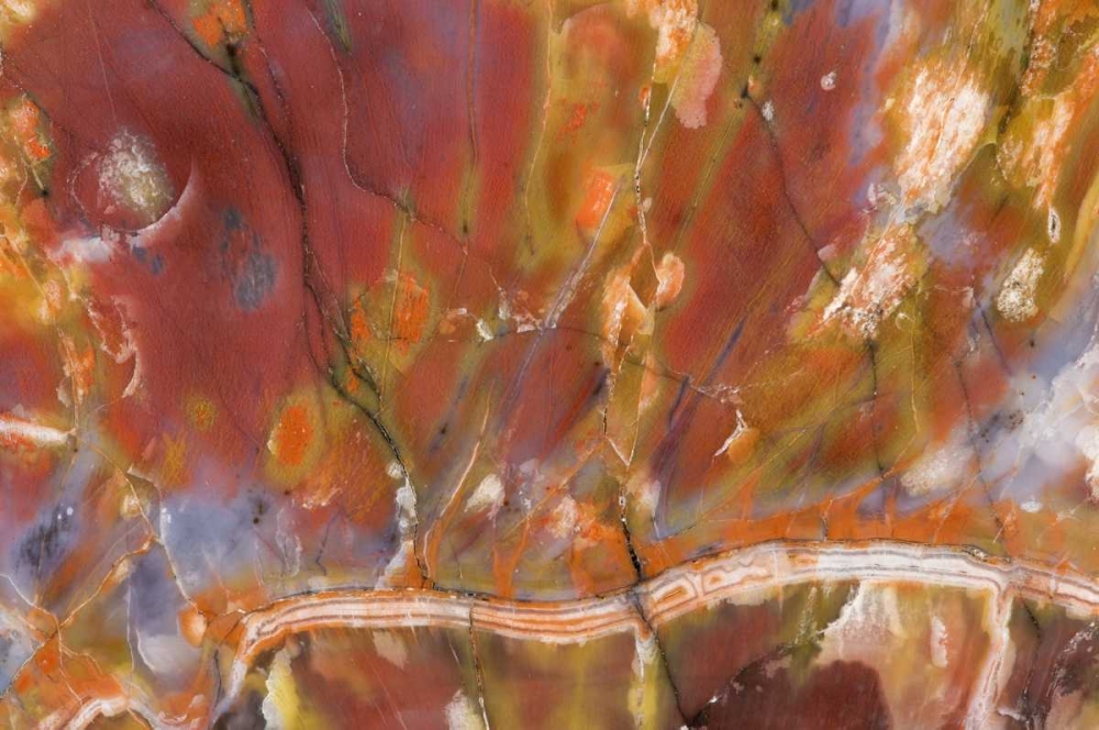 USA, Arizona Close-up of petrified wood art print by Dennis Kirkland for $57.95 CAD