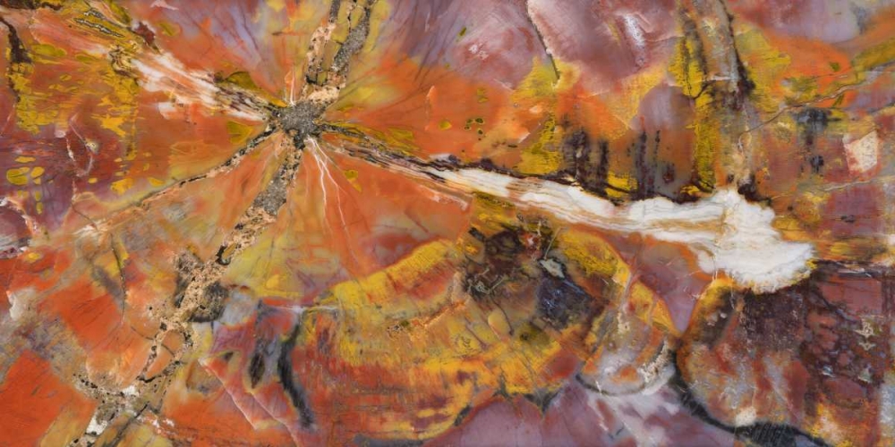 USA, Arizona Close-up of petrified wood art print by Dennis Kirkland for $57.95 CAD