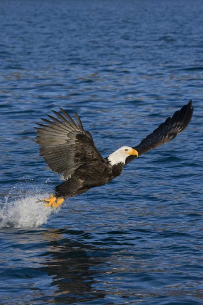 AK, Kachemak Bay SP, Bald eagle with fish art print by Don Grall for $57.95 CAD