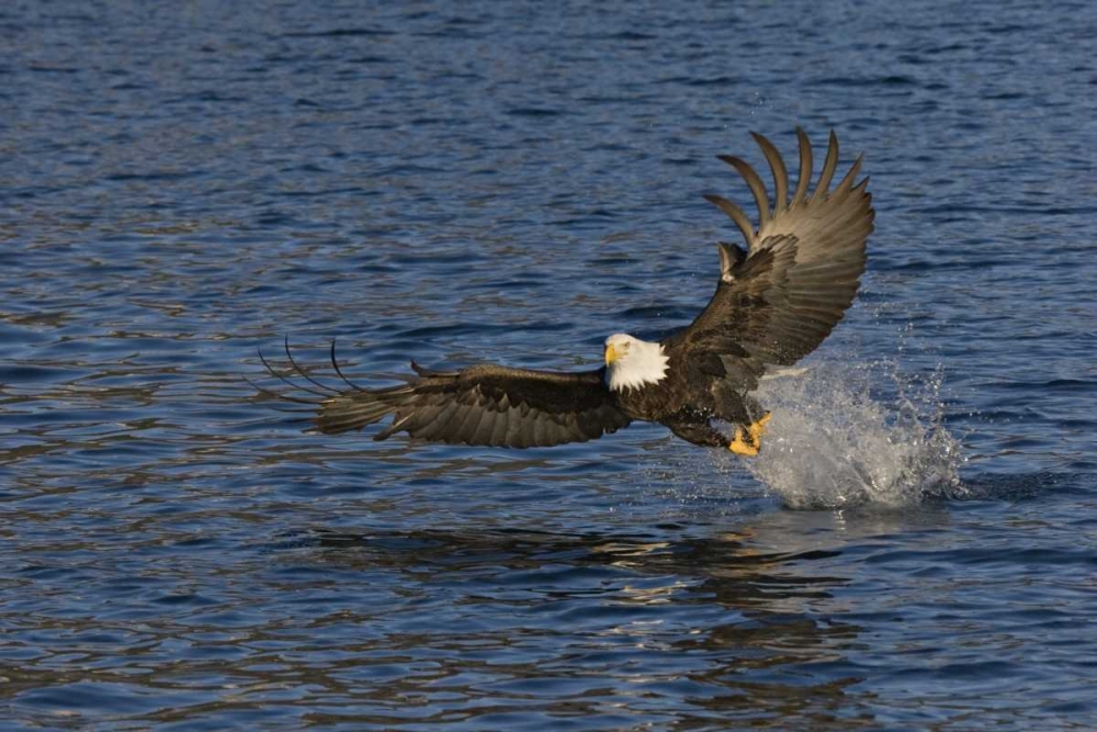 AK, Kachemak Bay SP, Bald eagle with fish art print by Don Grall for $57.95 CAD
