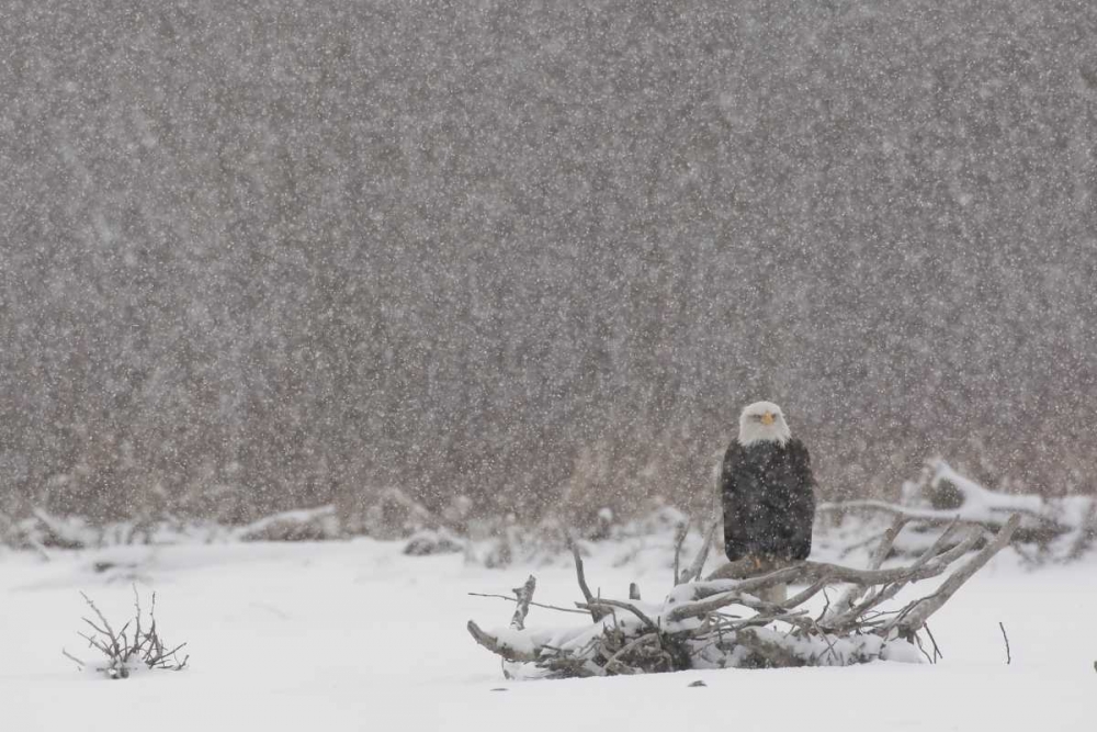 Alaska, Chilkat River Bald eagle in snow storm art print by Cathy and Gordon Illg for $57.95 CAD