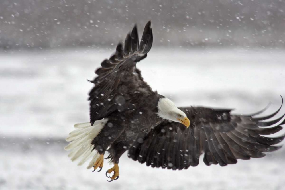 AK, Bald eagle flies in snowstorm art print by Cathy and Gordon Illg for $57.95 CAD