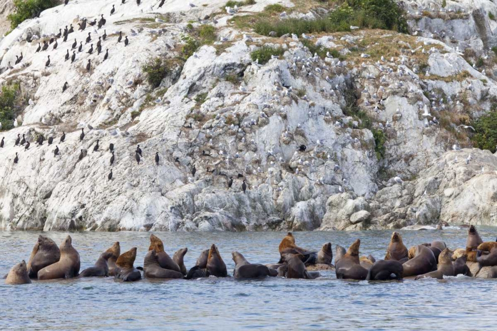 AK, Glacier Bay NP Resting Steller sea lions art print by Don Paulson for $57.95 CAD