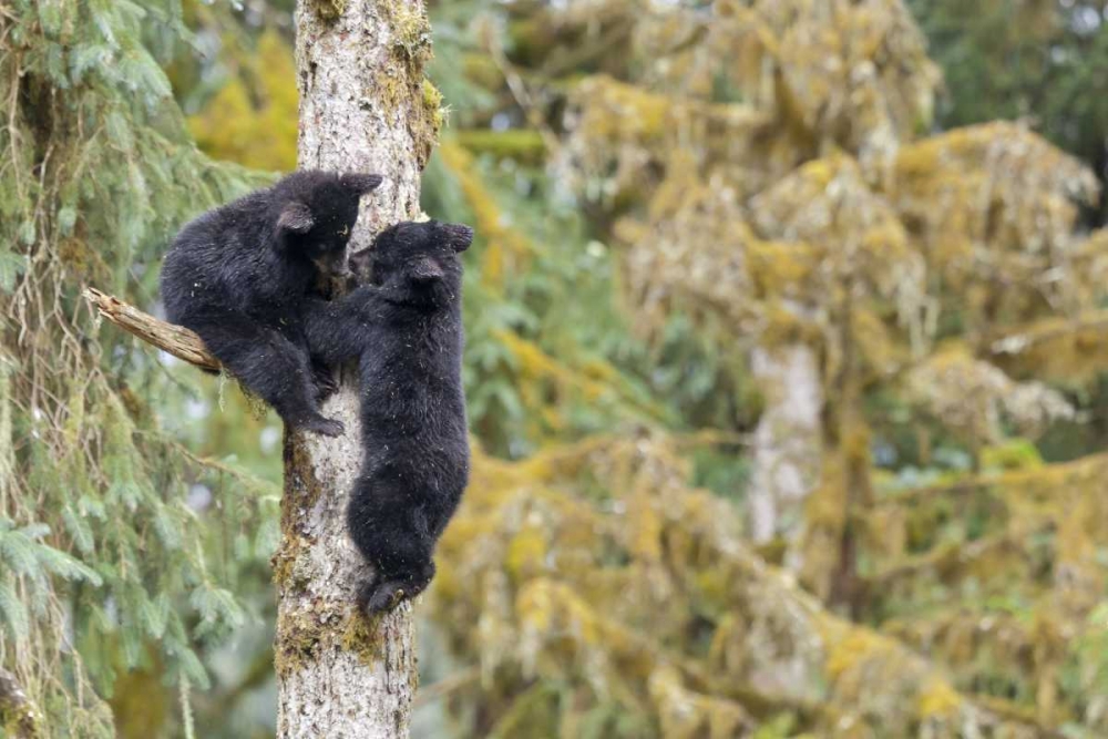 Alaska, Anan Creek Two black bear cubs in a tree art print by Don Paulson for $57.95 CAD