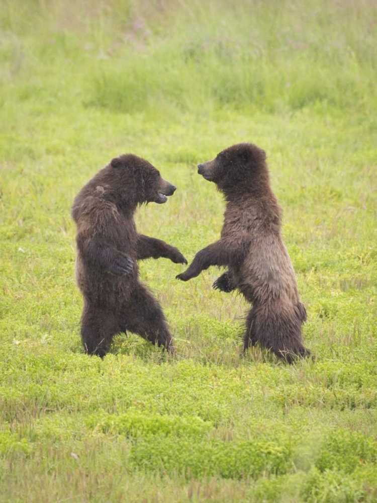AK, Tongass NF, Two brown bear cubs play-fighting art print by Don Paulson for $57.95 CAD