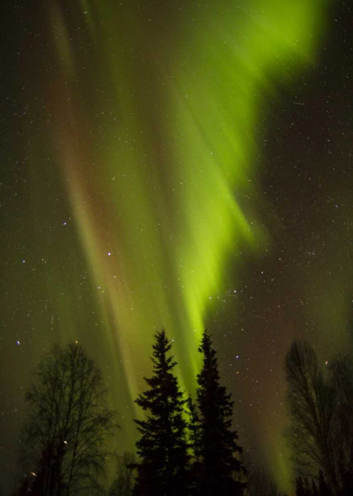 Alaska, Chena Hot Springs Aurora borealis art print by Cathy and Gordon Illg for $57.95 CAD