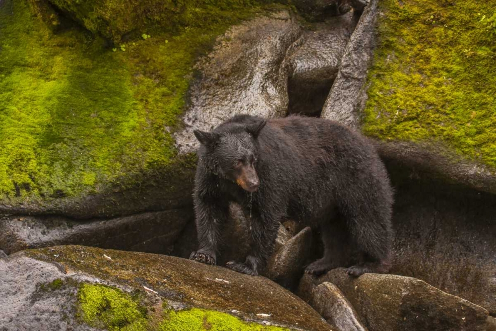 AK, Tongass NFBlack bear standing on boulders art print by Cathy and Gordon Illg for $57.95 CAD