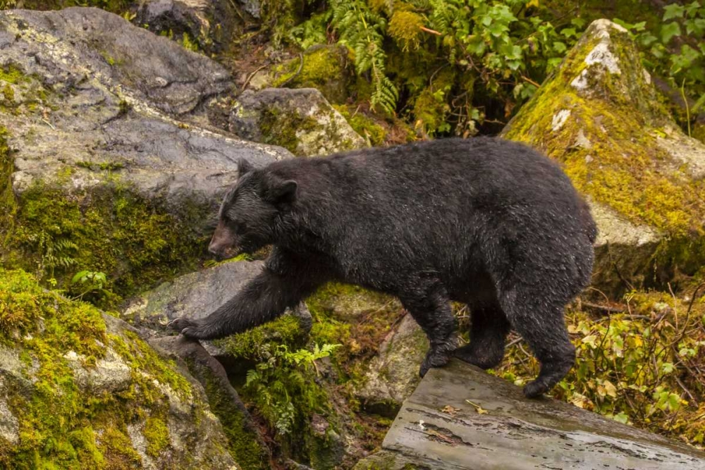 AK, Tongass NF Black bear walking among boulders art print by Cathy and Gordon Illg for $57.95 CAD
