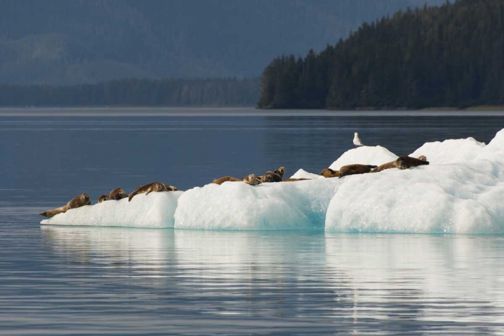 Alaska, Tongass NF Harbor seals on iceberg art print by Cathy and Gordon Illg for $57.95 CAD