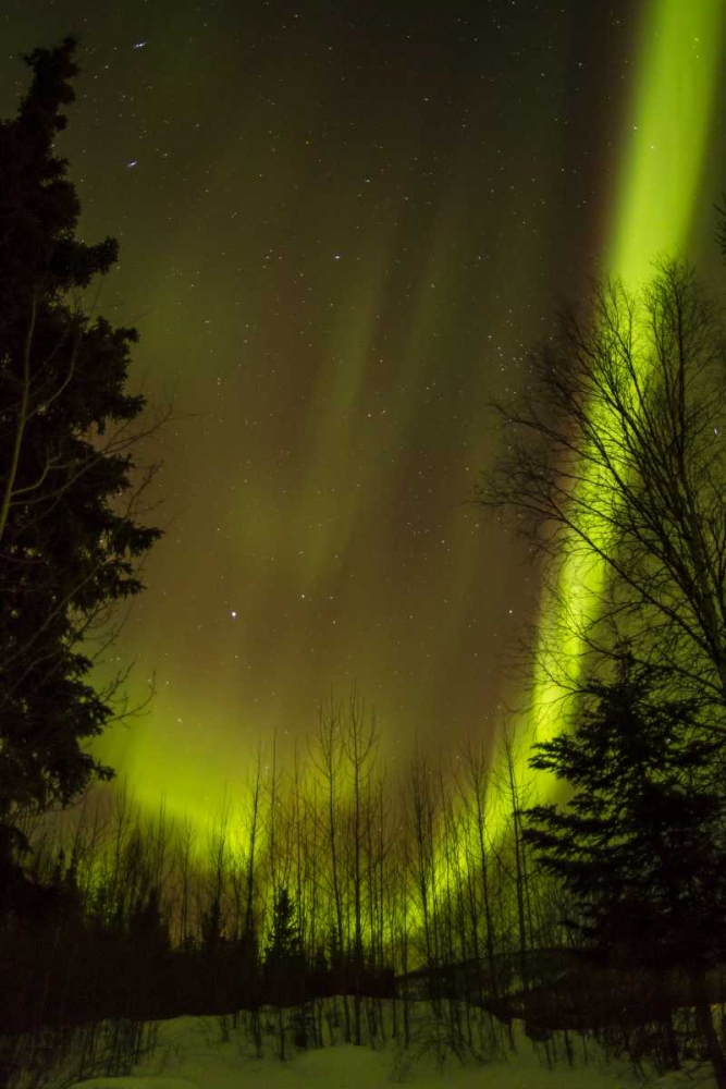 Alaska, Chena Hot Springs Aurora borealis art print by Cathy and Gordon Illg for $57.95 CAD