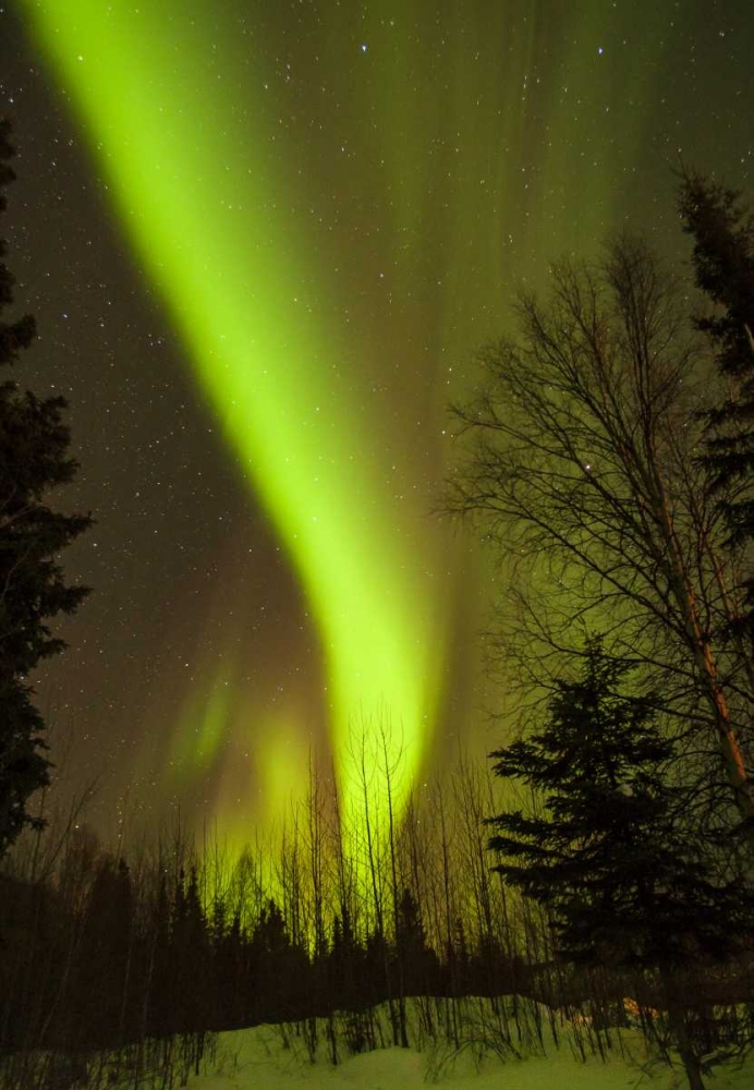 Alaska, Chena Hot Springs Aurora borealis art print by Cathy and Gordon Illg for $57.95 CAD