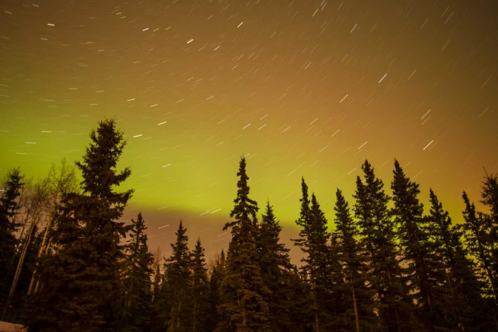 AK, Fairbanks Aurora borealis and star trails art print by Cathy and Gordon Illg for $57.95 CAD