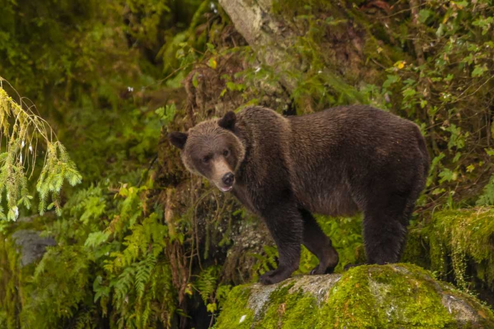 AK, Tongass NF Grizzly bear standing on boulder art print by Cathy and Gordon Illg for $57.95 CAD