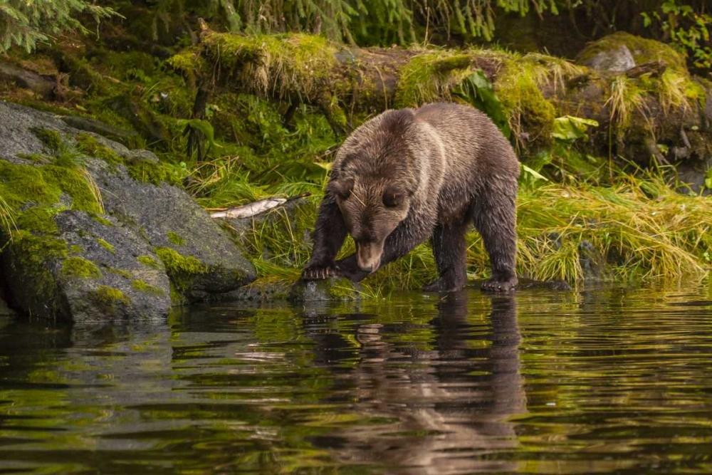 AK, Tongass NF Grizzly bear hunts for salmon art print by Cathy and Gordon Illg for $57.95 CAD