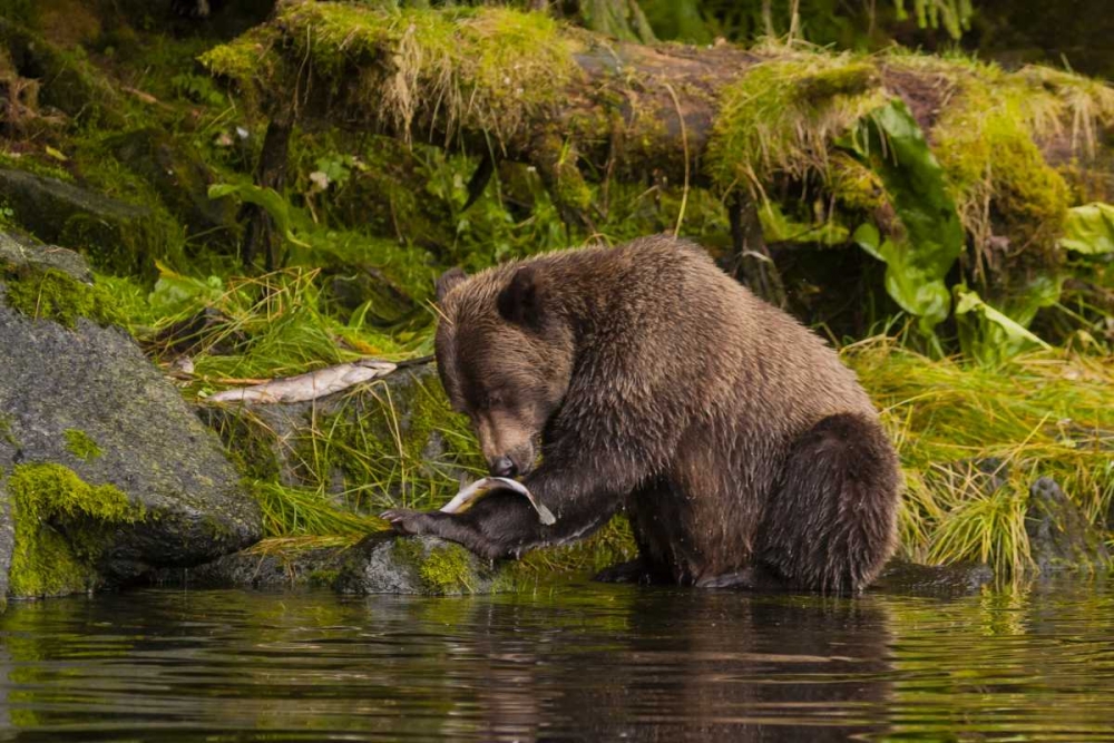 AK, Tongass NF Grizzly bear catches salmon art print by Cathy and Gordon Illg for $57.95 CAD