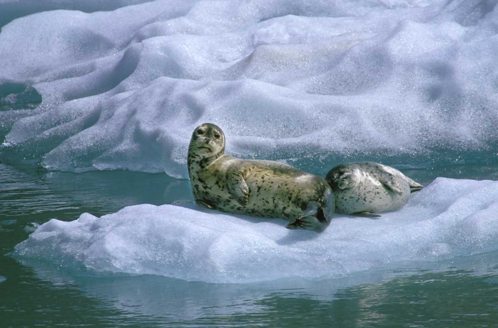AK, Inside Passage Seal and pup on ice float art print by Nancy Rotenberg for $57.95 CAD
