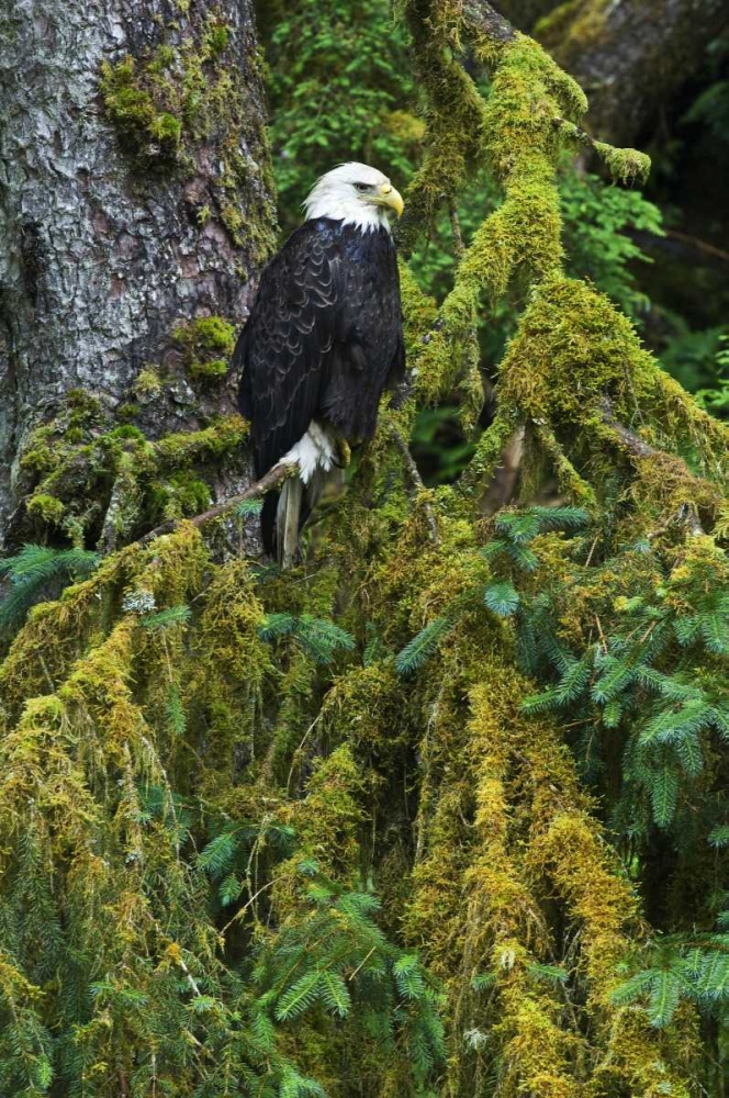 USA, Alaska Bald eagle in mossy tree art print by Nancy Rotenberg for $57.95 CAD