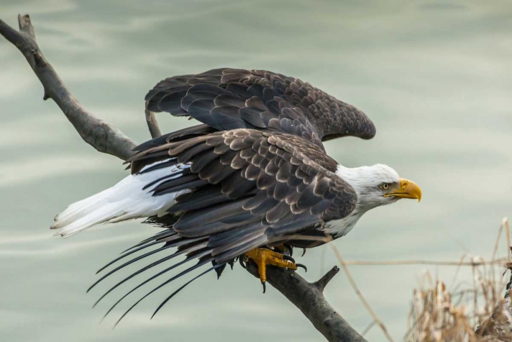 AK, Chilkat Bald eagle taking flight art print by Cathy and Gordon Illg for $57.95 CAD