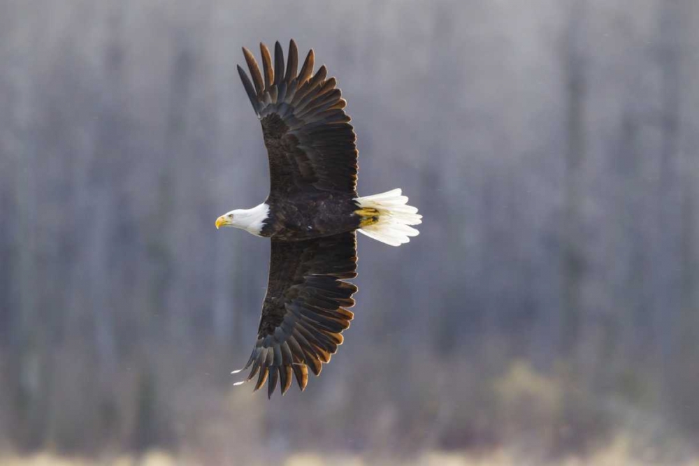 Alaska, Chilkat Preserve Bald eagle in flight art print by Cathy and Gordon Illg for $57.95 CAD