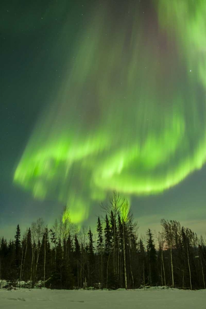 USA, Alaska Aurora borealis over forest art print by Cathy and Gordon Illg for $57.95 CAD