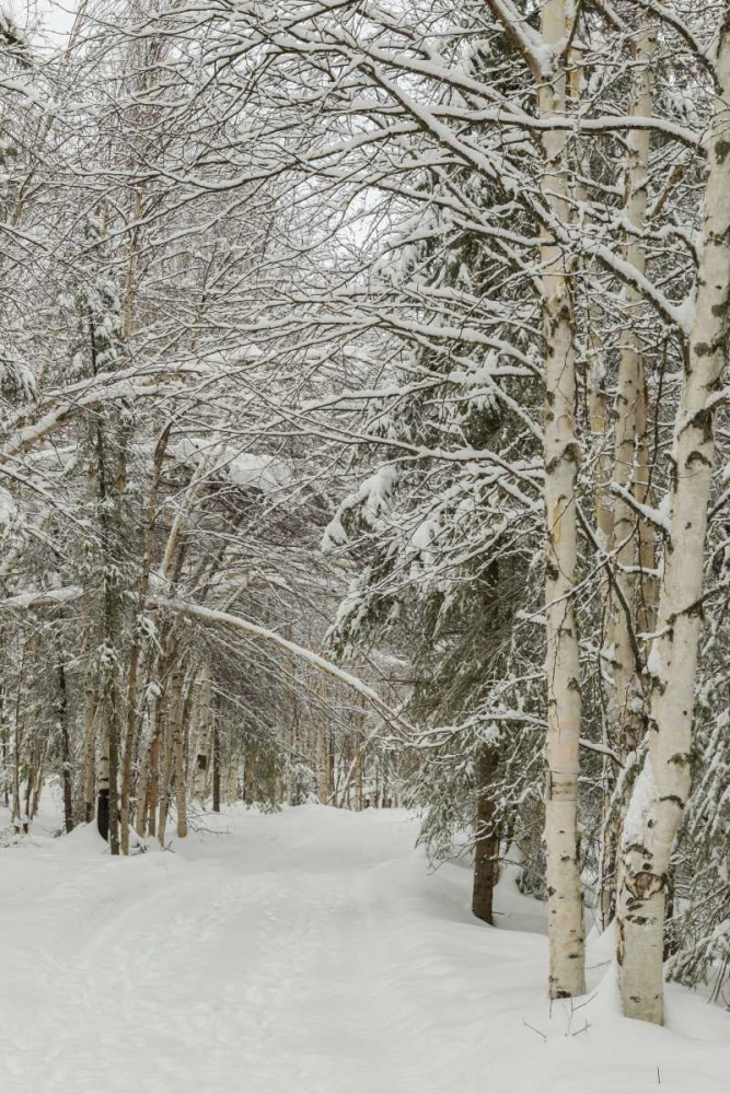 USA, Alaska Snow-covered birch and spruce forest art print by Cathy and Gordon Illg for $57.95 CAD