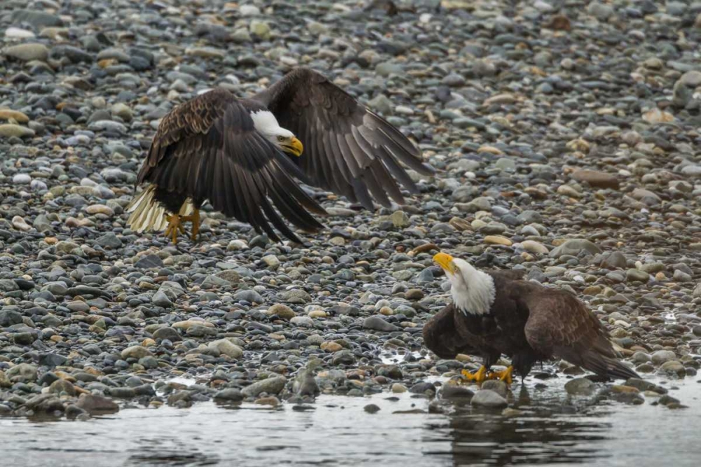 AK, Chilkat Bald eagle fight for fish art print by Cathy and Gordon Illg for $57.95 CAD
