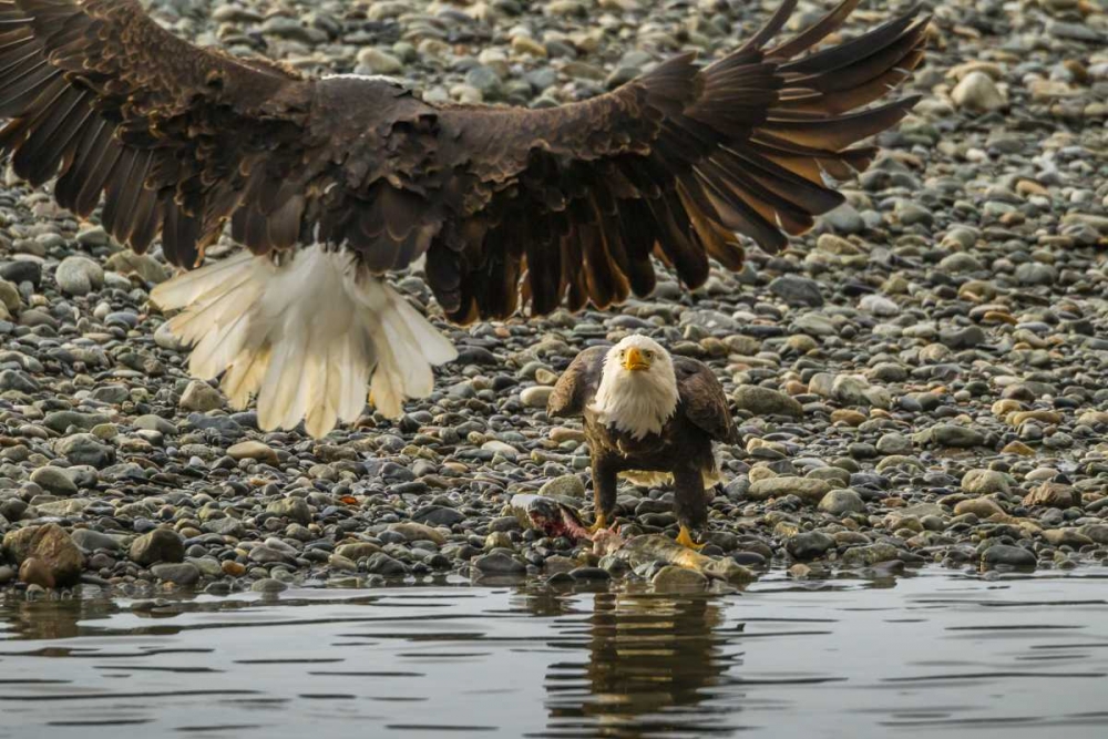 AK, Chilkat Bald eagle fight for fish art print by Cathy and Gordon Illg for $57.95 CAD