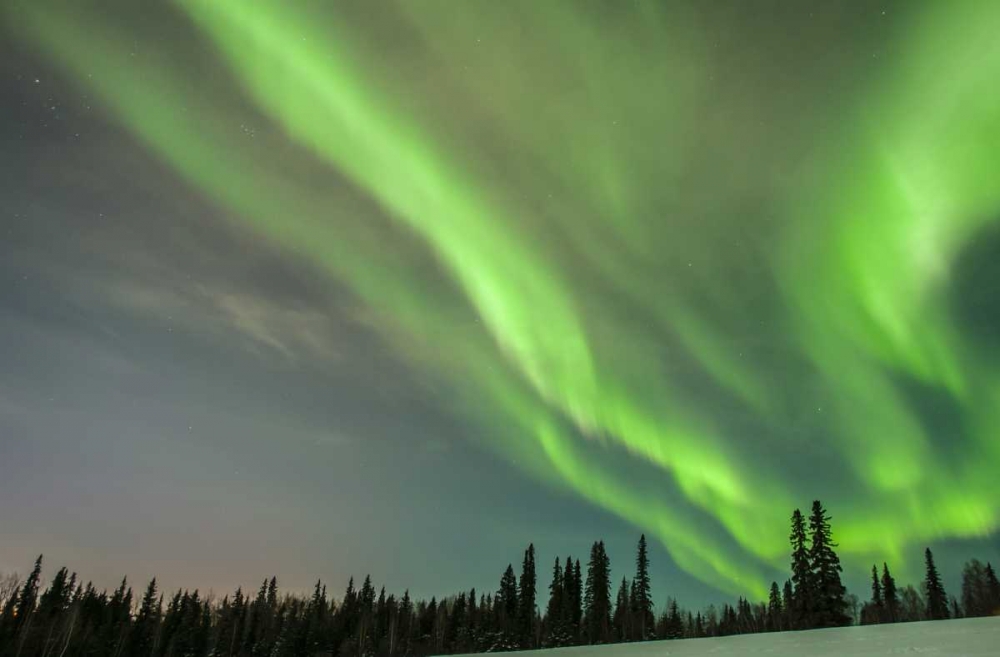 USA, Alaska Aurora borealis over forest art print by Cathy and Gordon Illg for $57.95 CAD