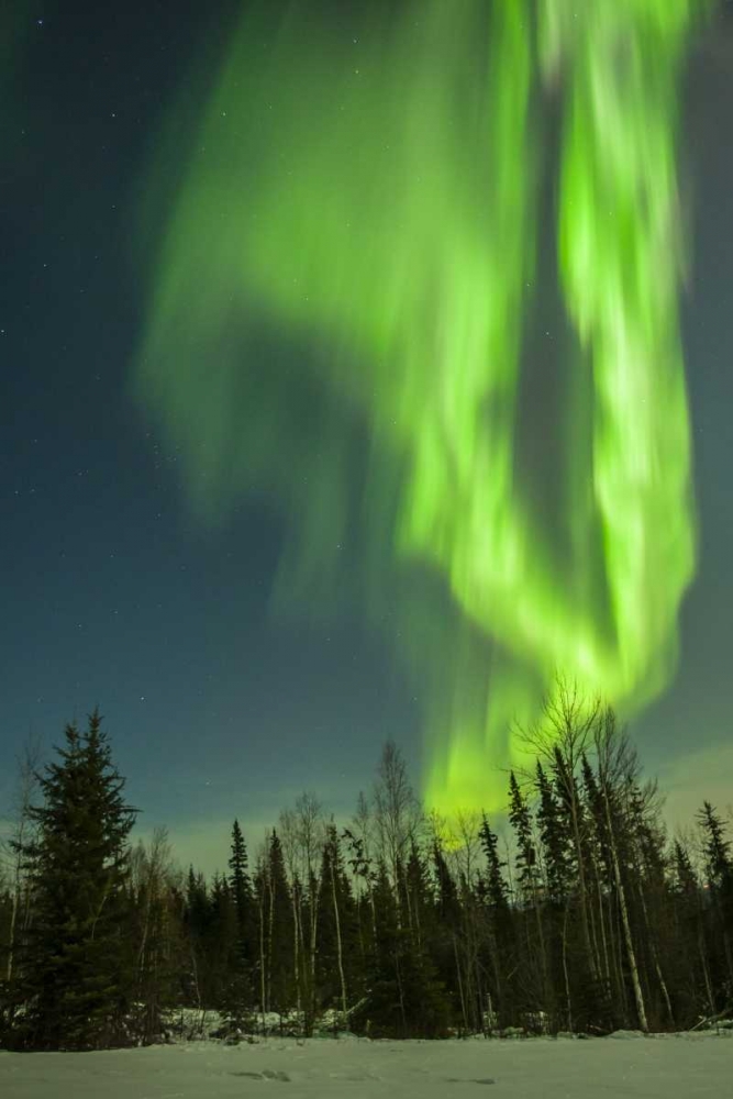 USA, Alaska Aurora borealis over forest art print by Cathy and Gordon Illg for $57.95 CAD
