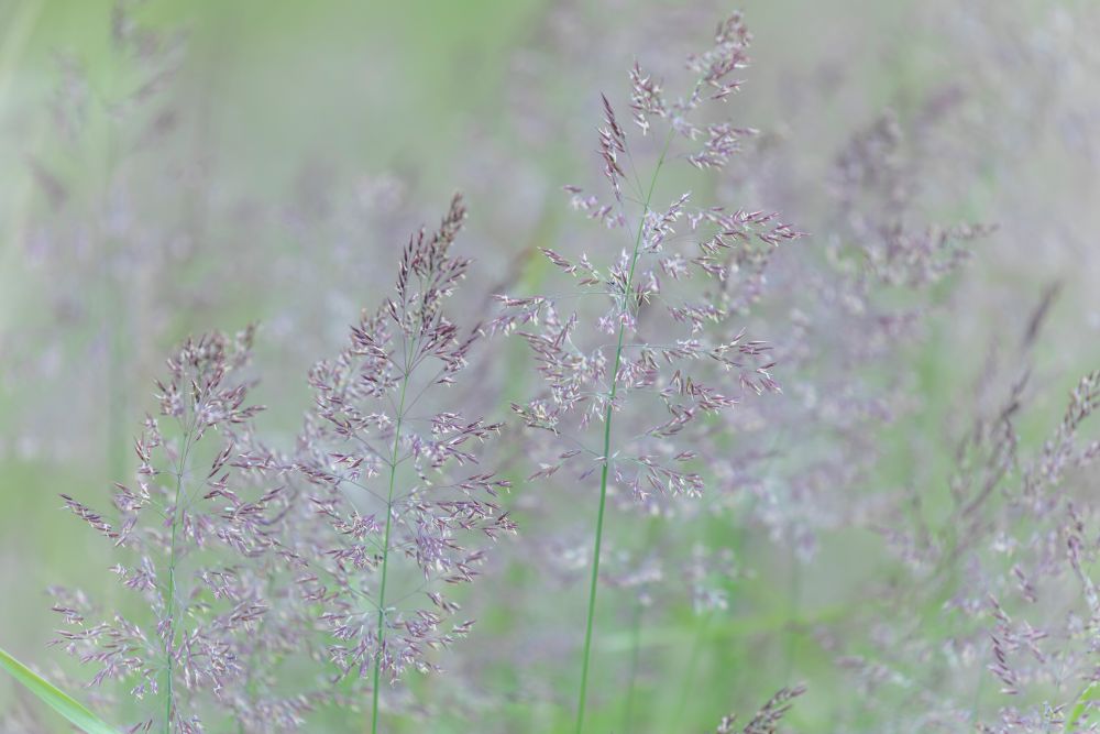 USA, Alaska, Tongass National Forest. Close-up of tufted hairgrass art print by Jaynes Gallery for $57.95 CAD