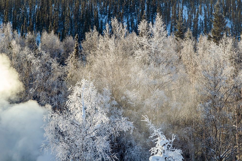 Alaska Fog and frosted trees in winter art print by Jaynes Gallery for $57.95 CAD