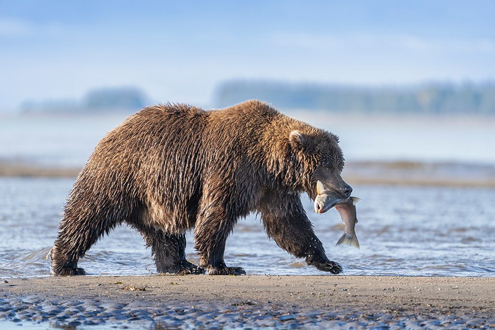 USA-Alaska-Lake Clark National Park Grizzly bear with salmon prey art print by Jaynes Gallery for $57.95 CAD