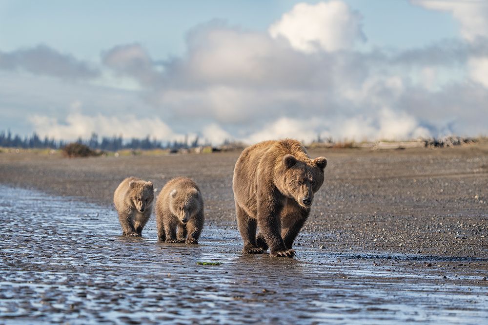 USA-Alaska-Lake Clark National Park Grizzly bear sow with two cubs walk on beach art print by Jaynes Gallery for $57.95 CAD