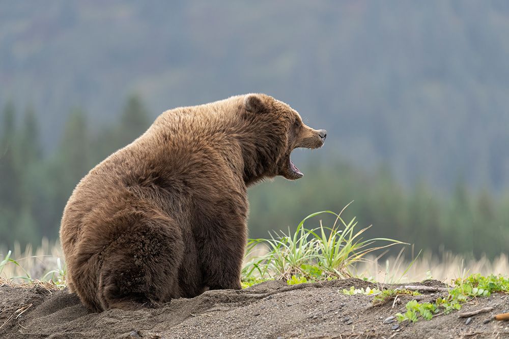 USA-Alaska-Lake Clark National Park Yawning grizzly bear on Cook Inlet beach art print by Jaynes Gallery for $57.95 CAD