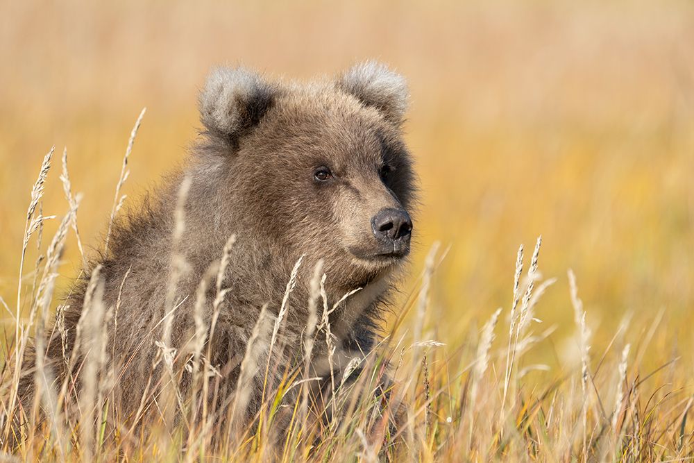 USA-Alaska-Lake Clark National Park Grizzly bear cub close-up in grassy meadow art print by Jaynes Gallery for $57.95 CAD