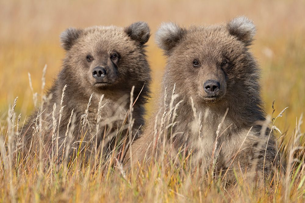 USA-Alaska-Lake Clark National Park Grizzly bear cubs close-up in grassy meadow art print by Jaynes Gallery for $57.95 CAD