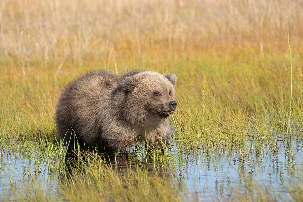 USA-Alaska-Lake Clark National Park Grizzly bear cub in meadow pool eating grass art print by Jaynes Gallery for $57.95 CAD