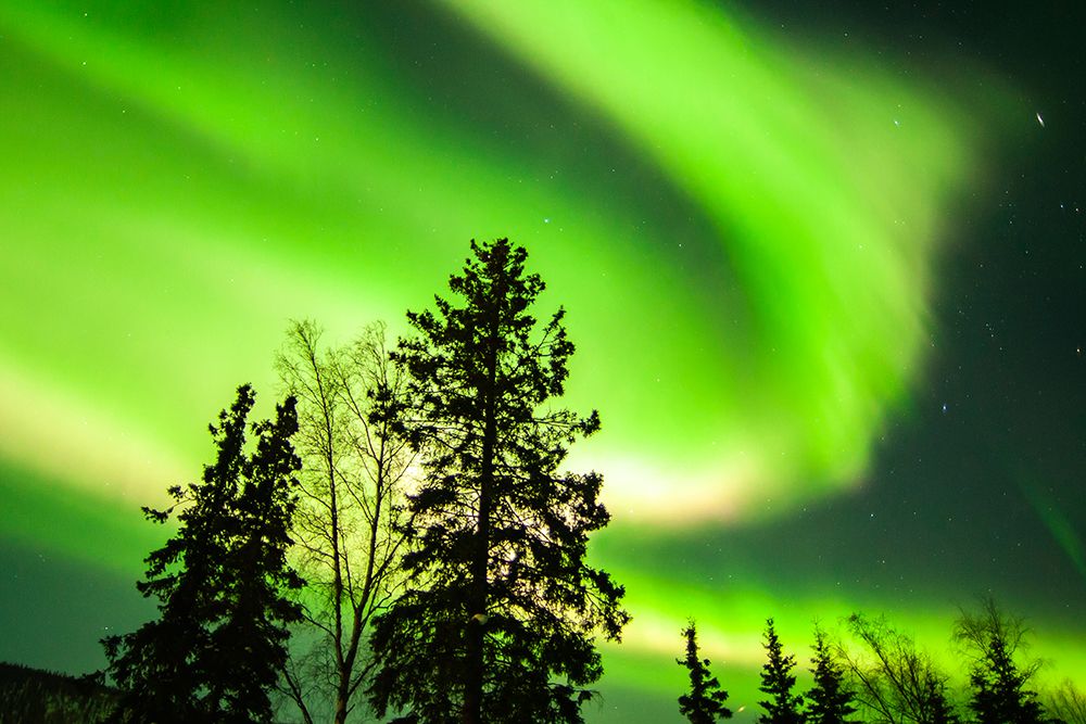 USA-Alaska-Chena Hot Springs Resort Aurora borealis fills night sky art print by Jaynes Gallery for $57.95 CAD