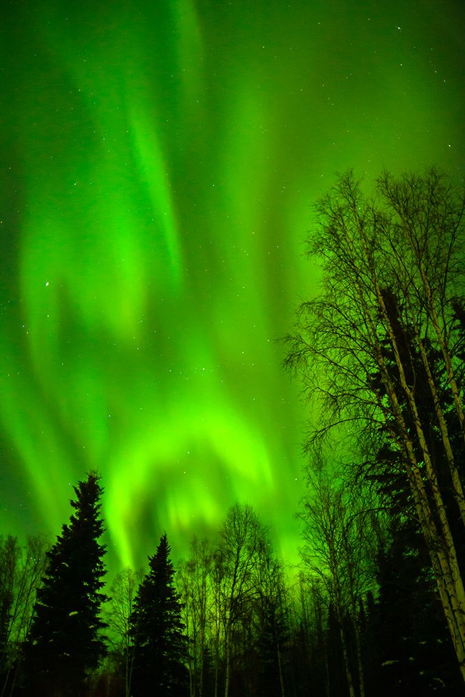 USA-Alaska-Chena Hot Springs Resort Aurora borealis fills night sky art print by Jaynes Gallery for $57.95 CAD