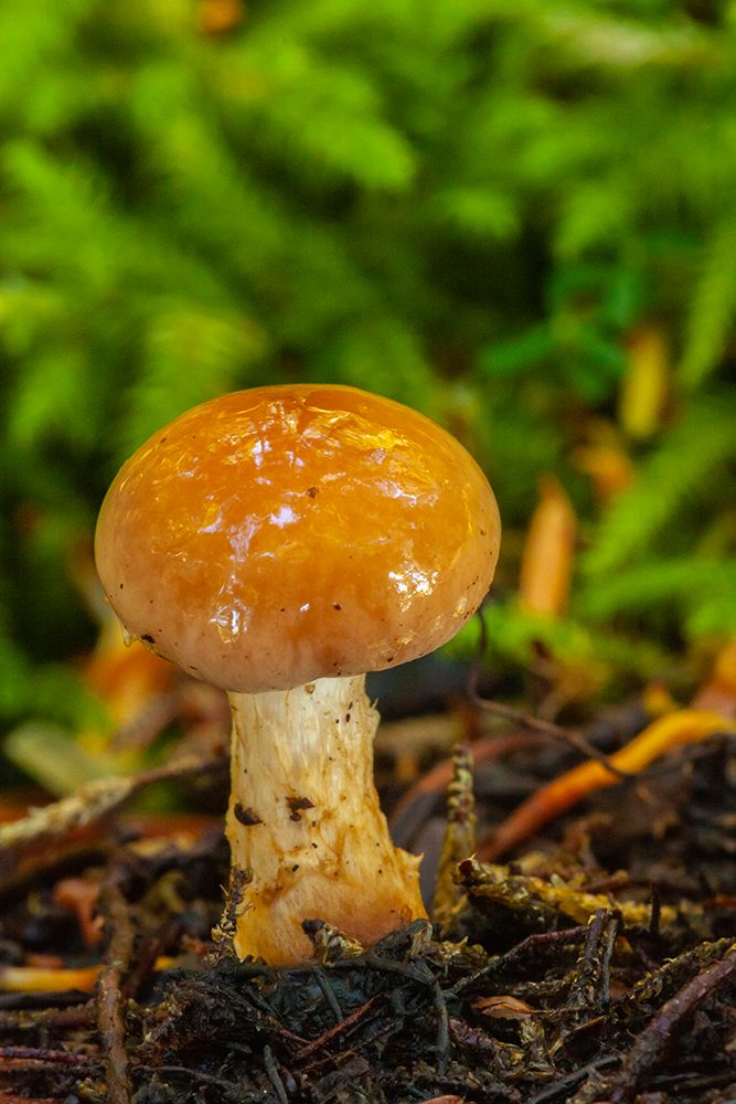USA-Alaska-Tongass National Forest Close-up of mushroom art print by Jaynes Gallery for $57.95 CAD