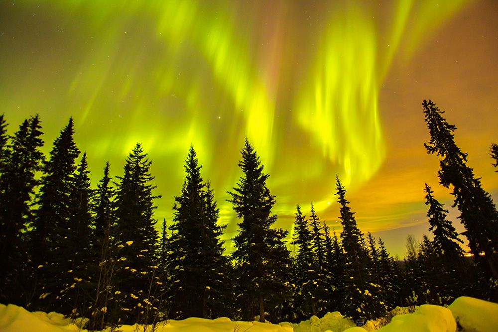 USA-Alaska-Fairbanks Aurora borealis and tree silhouettes art print by Jaynes Gallery for $57.95 CAD